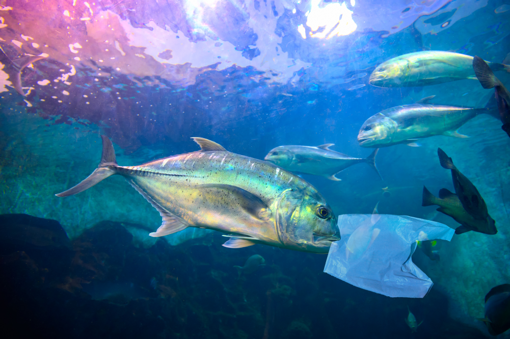 A fish swimming in the ocean with a plastic bag